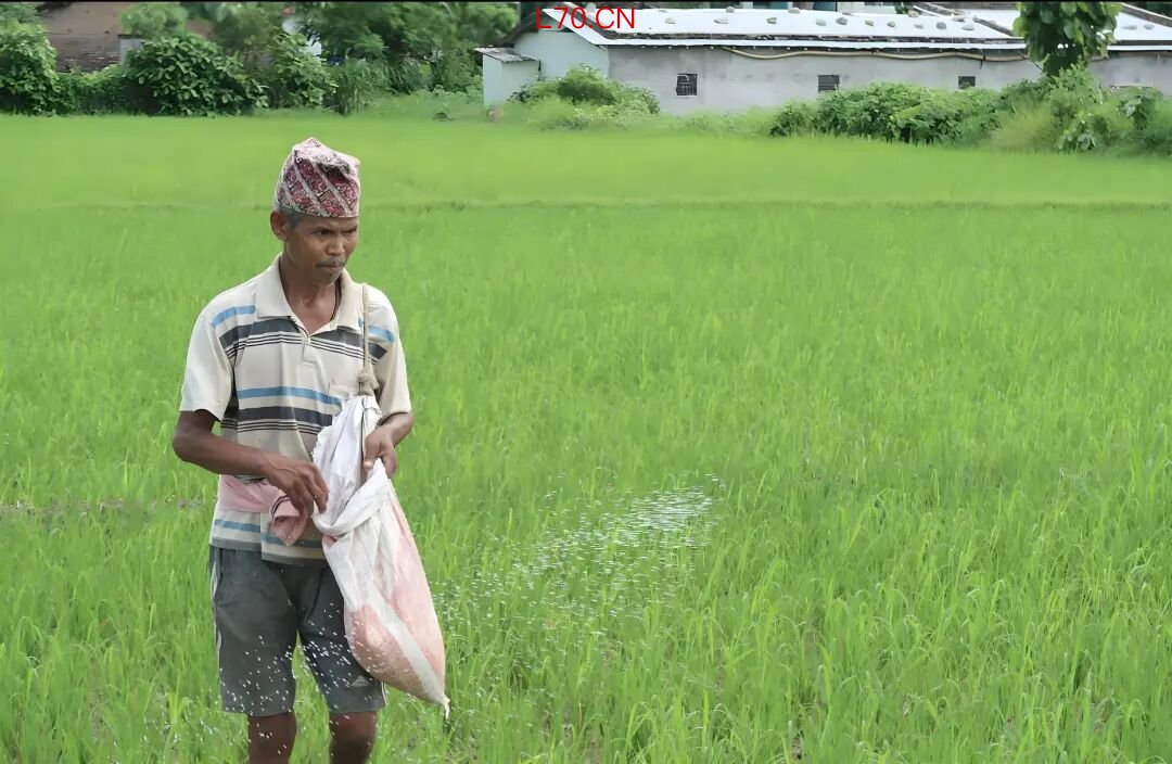 ▲ 尼泊尔推行化肥调整（图源/CIMMYT）