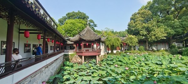 清荷风骨映初心，醉白红韵启新程，第十三届上海荷莲展醉白池分会场启幕